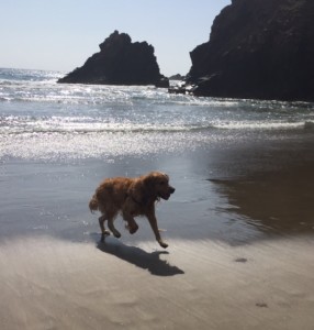 Our Dog, Hudson, Running too Much on the Beach